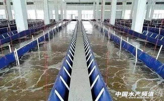 循环水养殖,哪种更有 钱 途